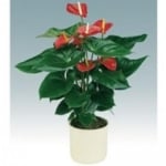 זר אנטוריום שתול בכלי קרמיקה