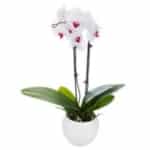 סחלב בכלי חרס