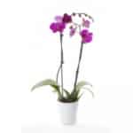 סחלב שני ענפים